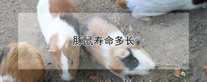 豚鼠寿命多长