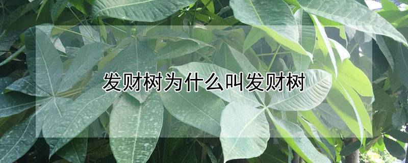 发财树为什么叫发财树