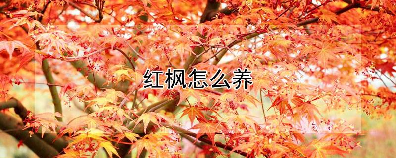 红枫怎么养