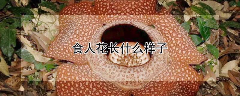 食人花长什么样子