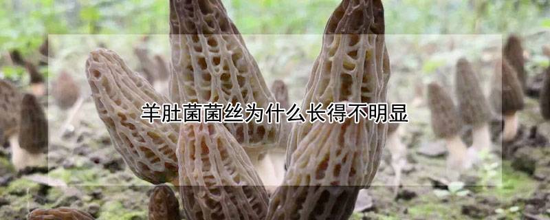 羊肚菌菌丝为什么长得不明显