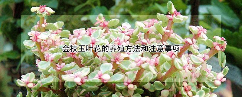 金枝玉叶花的养殖方法和注意事项