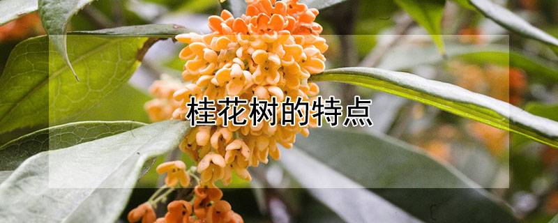 桂花树的特点_植物大CQ9电子 CQ9传奇电子全(图1)