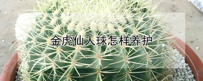 金虎仙人球怎样养护