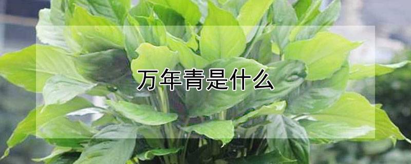 万年青是什么