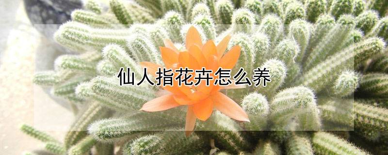 仙人指花卉怎么养