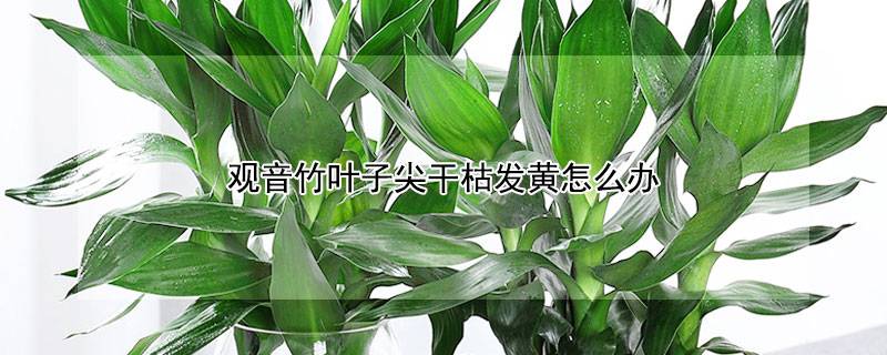 观音竹叶子尖干枯发黄怎么办