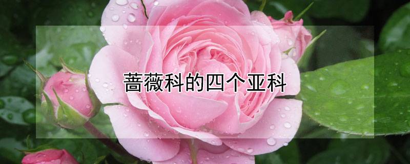 蔷薇科的四个亚科