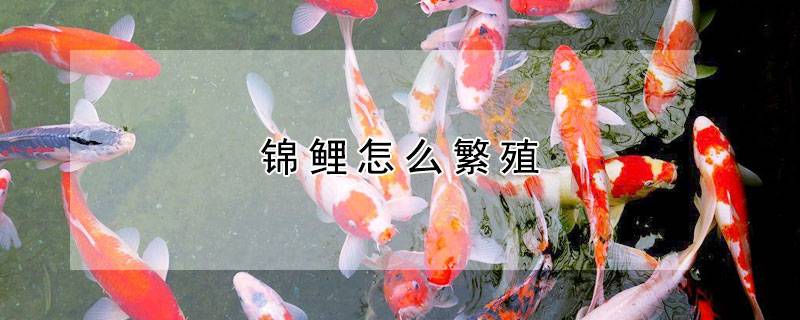 锦鲤怎么繁殖