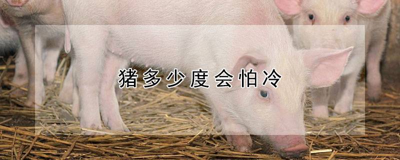 猪多少度会怕冷