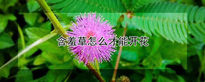 含羞草怎么才能开花