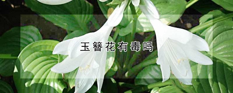 玉簪花有毒吗