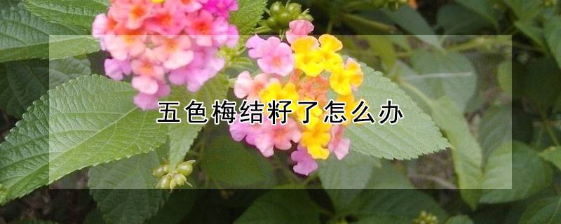 五色梅结籽了怎么办