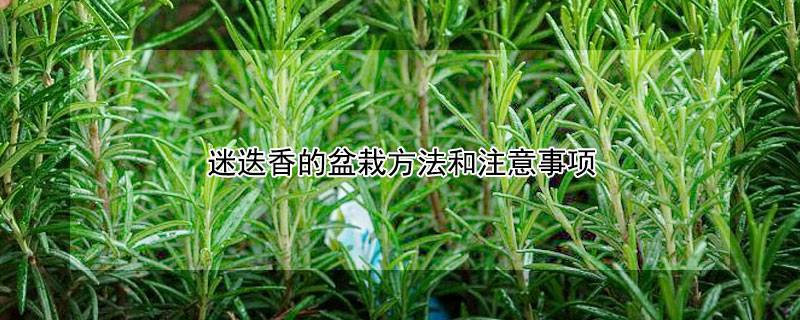 迷迭香的盆栽方法和注意事项