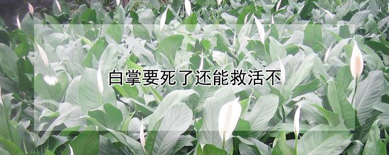 白掌要死了还能救活不