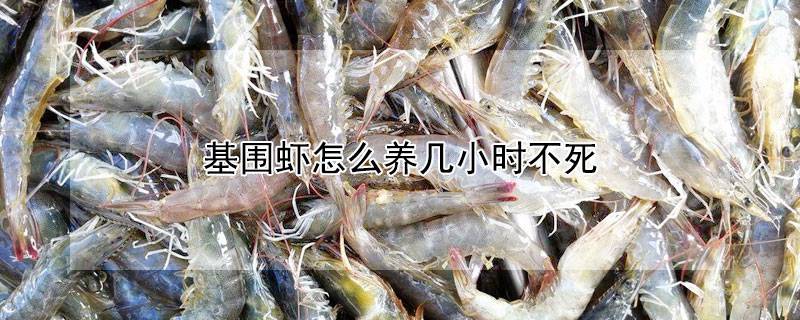 基围虾怎么养几小时不死
