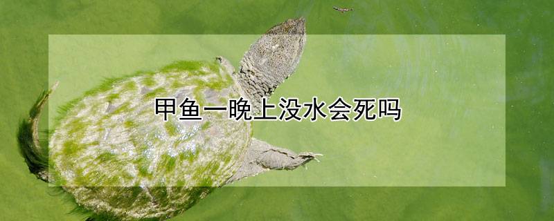 甲鱼一晚上没水会死吗
