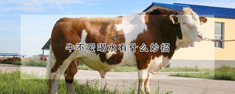 牛不爱喝水有什么妙招