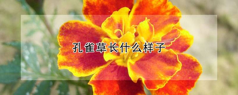 孔雀草长什么样子
