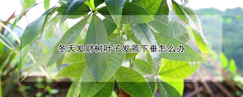 冬天发财树叶子发蔫下垂怎么办