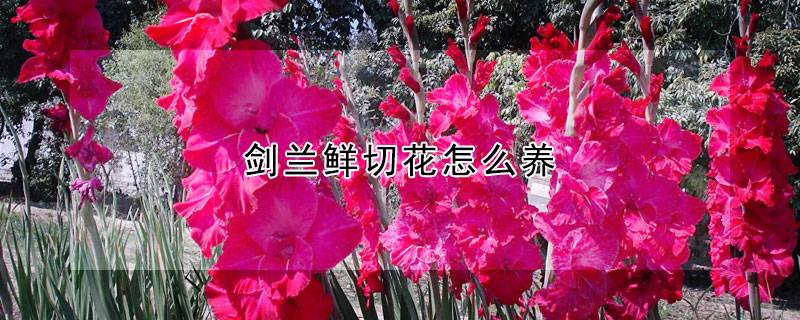 剑兰鲜切花怎么养
