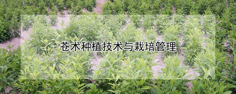 苍术种植技术与栽培管理