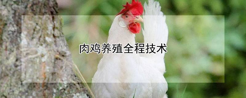 肉鸡养殖全程技术