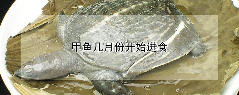 甲鱼几月份开始进食