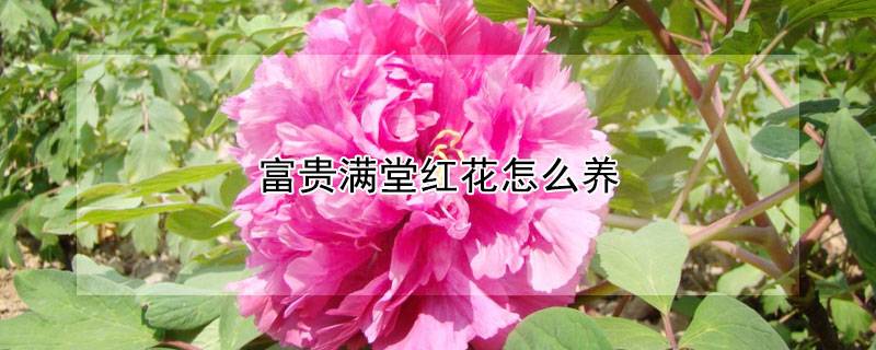 富贵满堂红花怎么养