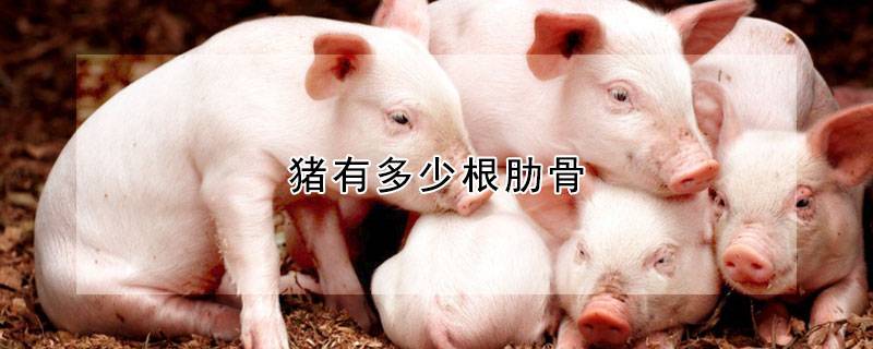 猪有多少根肋骨