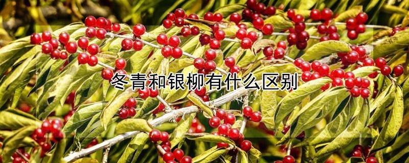 冬青和银柳有什么区别