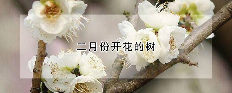 二月份开花的树
