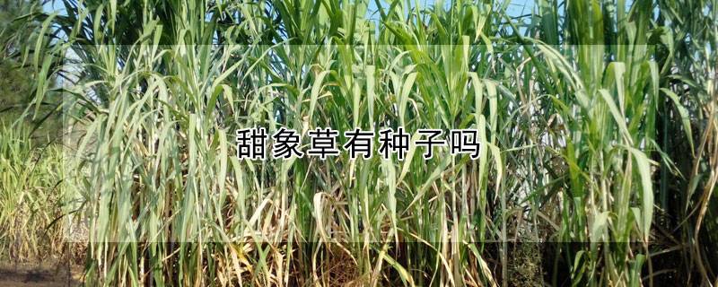 甜象草有种子吗