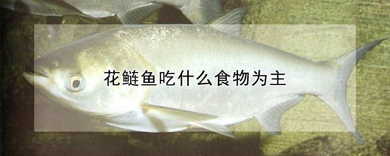 花鲢鱼吃什么食物为主