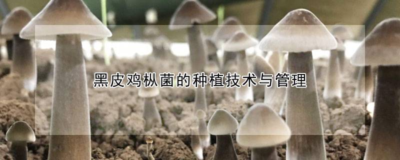 黑皮鸡枞菌的种植技术与管理