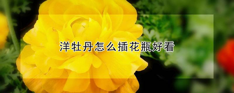 洋牡丹怎么插花瓶好看