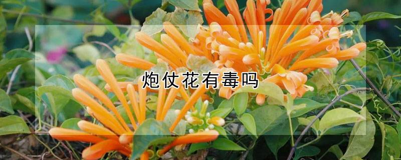 炮仗花有毒吗