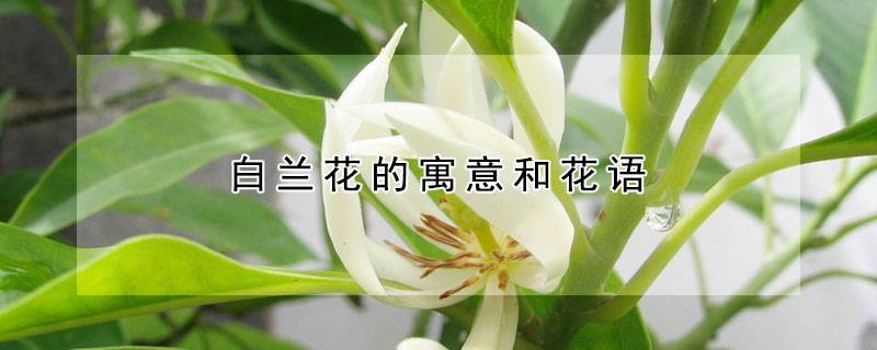 白兰花的寓意和花语