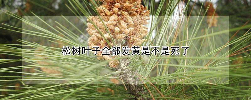 松树叶子全部发黄是不是死了