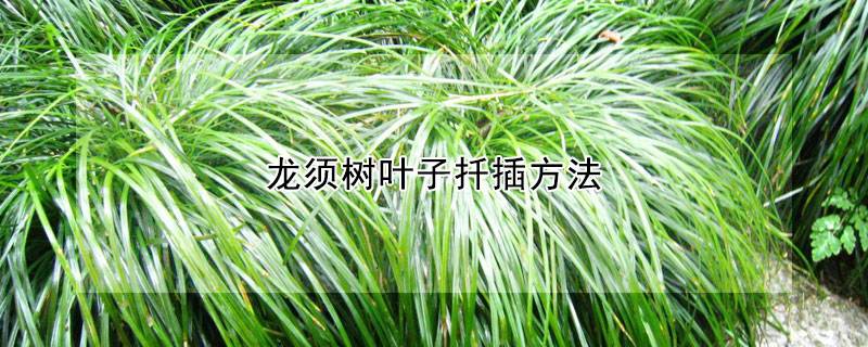 龙须树叶子扦插方法