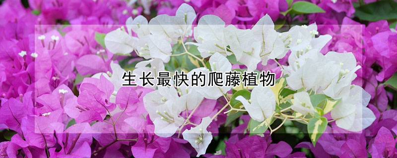 生长最快的爬藤植物