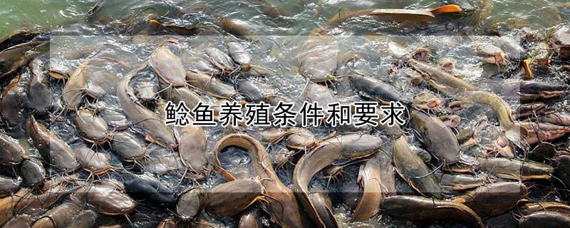 鲶鱼养殖条件和要求