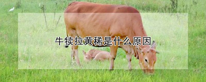 牛犊拉黄稀是什么原因