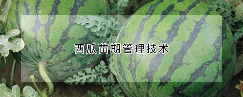 西瓜苗期管理技术