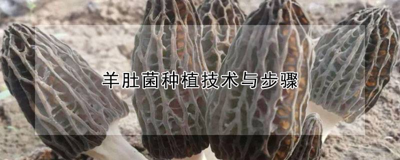羊肚菌种植技术与步骤