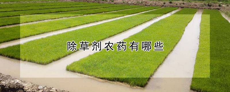 除草剂农药有哪些
