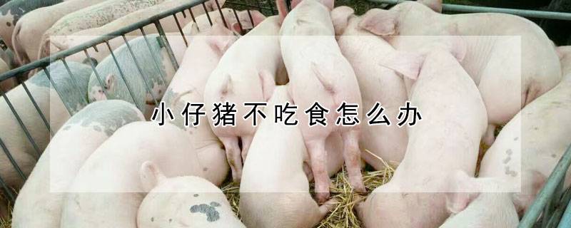 小仔猪不吃食怎么办