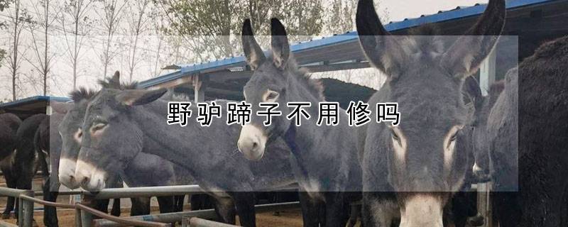 野驴蹄子不用修吗