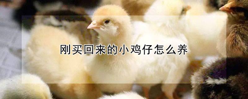 刚买回来的小鸡仔怎么养