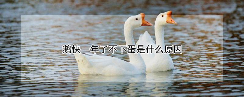 鹅快一年了不下蛋是什么原因